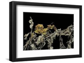 Extatosoma Tiaratum (Giant Prickly Stick Insect) - Larva-Paul Starosta-Framed Photographic Print