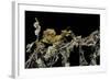 Extatosoma Tiaratum (Giant Prickly Stick Insect) - Larva-Paul Starosta-Framed Photographic Print