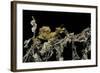 Extatosoma Tiaratum (Giant Prickly Stick Insect) - Larva-Paul Starosta-Framed Photographic Print