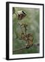 Extatosoma Tiaratum (Giant Prickly Stick Insect) - Larva-Paul Starosta-Framed Photographic Print