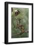 Extatosoma Tiaratum (Giant Prickly Stick Insect) - Larva-Paul Starosta-Framed Photographic Print