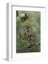 Extatosoma Tiaratum (Giant Prickly Stick Insect) - Larva-Paul Starosta-Framed Photographic Print