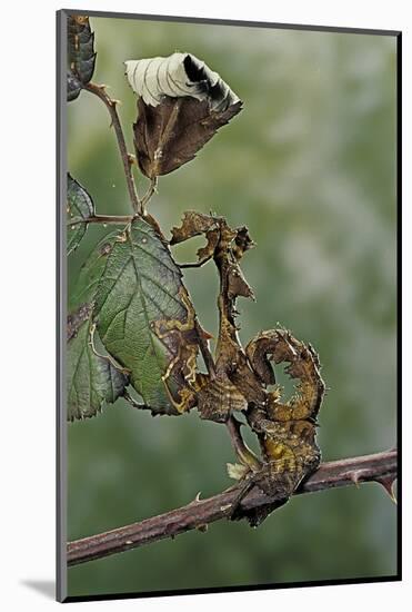 Extatosoma Tiaratum (Giant Prickly Stick Insect) - Larva-Paul Starosta-Mounted Photographic Print