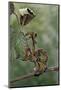 Extatosoma Tiaratum (Giant Prickly Stick Insect) - Larva-Paul Starosta-Mounted Photographic Print