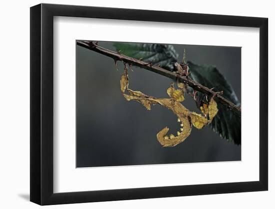 Extatosoma Tiaratum (Giant Prickly Stick Insect) - Larva-Paul Starosta-Framed Photographic Print