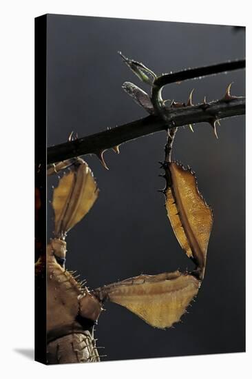 Extatosoma Tiaratum (Giant Prickly Stick Insect) - Leg-Paul Starosta-Stretched Canvas