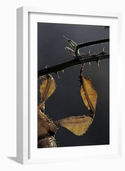 Extatosoma Tiaratum (Giant Prickly Stick Insect) - Leg-Paul Starosta-Framed Photographic Print