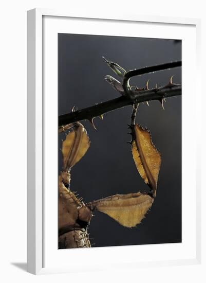 Extatosoma Tiaratum (Giant Prickly Stick Insect) - Leg-Paul Starosta-Framed Photographic Print