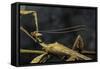 Extatosoma Tiaratum (Giant Prickly Stick Insect) - Male-Paul Starosta-Framed Stretched Canvas