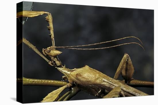 Extatosoma Tiaratum (Giant Prickly Stick Insect) - Male-Paul Starosta-Stretched Canvas