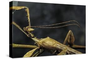 Extatosoma Tiaratum (Giant Prickly Stick Insect) - Male-Paul Starosta-Stretched Canvas