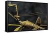 Extatosoma Tiaratum (Giant Prickly Stick Insect) - Male-Paul Starosta-Framed Stretched Canvas