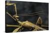 Extatosoma Tiaratum (Giant Prickly Stick Insect) - Male-Paul Starosta-Stretched Canvas