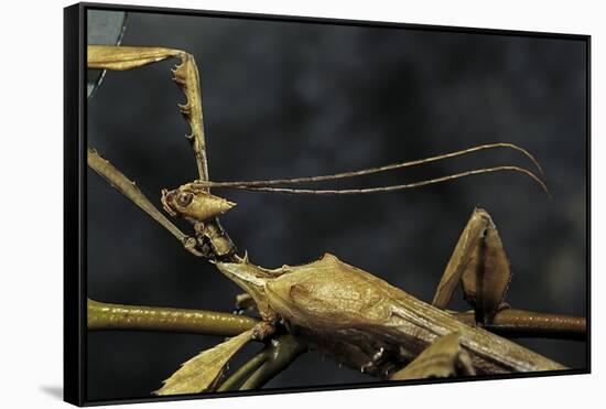 Extatosoma Tiaratum (Giant Prickly Stick Insect) - Male-Paul Starosta-Framed Stretched Canvas
