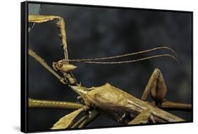 Extatosoma Tiaratum (Giant Prickly Stick Insect) - Male-Paul Starosta-Framed Stretched Canvas