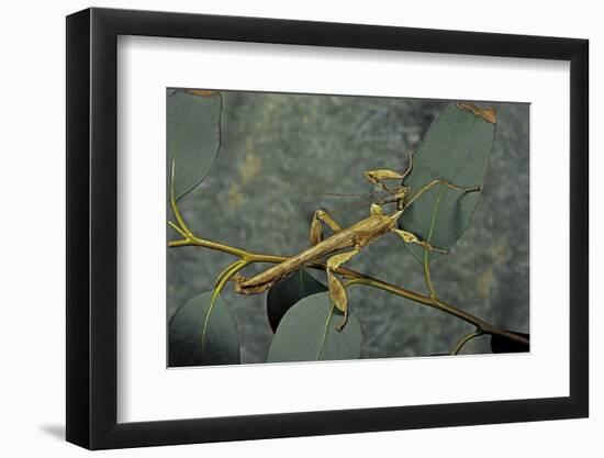 Extatosoma Tiaratum (Giant Prickly Stick Insect) - Male-Paul Starosta-Framed Premium Photographic Print