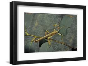 Extatosoma Tiaratum (Giant Prickly Stick Insect) - Male-Paul Starosta-Framed Premium Photographic Print