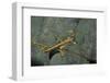 Extatosoma Tiaratum (Giant Prickly Stick Insect) - Male-Paul Starosta-Framed Premium Photographic Print