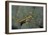 Extatosoma Tiaratum (Giant Prickly Stick Insect) - Male-Paul Starosta-Framed Photographic Print