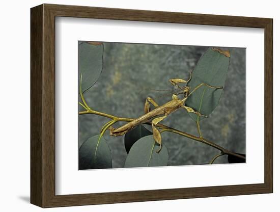 Extatosoma Tiaratum (Giant Prickly Stick Insect) - Male-Paul Starosta-Framed Photographic Print