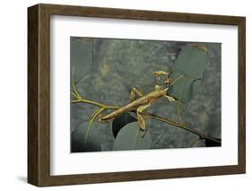 Extatosoma Tiaratum (Giant Prickly Stick Insect) - Male-Paul Starosta-Framed Photographic Print