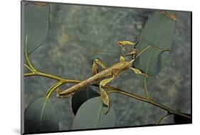 Extatosoma Tiaratum (Giant Prickly Stick Insect) - Male-Paul Starosta-Mounted Photographic Print