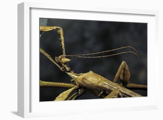 Extatosoma Tiaratum (Giant Prickly Stick Insect) - Male-Paul Starosta-Framed Photographic Print