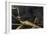 Extatosoma Tiaratum (Giant Prickly Stick Insect) - Male-Paul Starosta-Framed Photographic Print