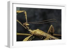 Extatosoma Tiaratum (Giant Prickly Stick Insect) - Male-Paul Starosta-Framed Photographic Print