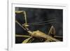 Extatosoma Tiaratum (Giant Prickly Stick Insect) - Male-Paul Starosta-Framed Photographic Print