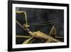 Extatosoma Tiaratum (Giant Prickly Stick Insect) - Male-Paul Starosta-Framed Photographic Print