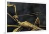 Extatosoma Tiaratum (Giant Prickly Stick Insect) - Male-Paul Starosta-Framed Photographic Print