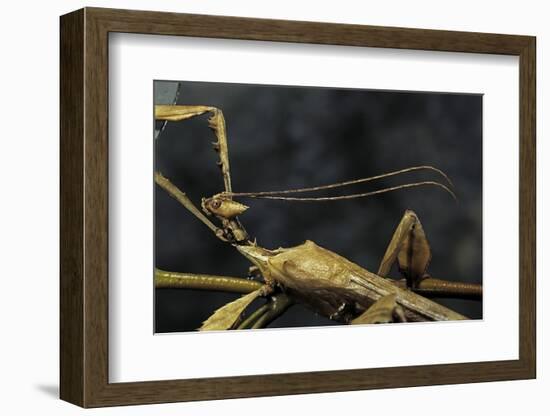 Extatosoma Tiaratum (Giant Prickly Stick Insect) - Male-Paul Starosta-Framed Photographic Print