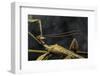 Extatosoma Tiaratum (Giant Prickly Stick Insect) - Male-Paul Starosta-Framed Photographic Print