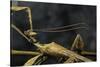 Extatosoma Tiaratum (Giant Prickly Stick Insect) - Male-Paul Starosta-Stretched Canvas