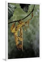 Extatosoma Tiaratum (Giant Prickly Stick Insect) - Mating-Paul Starosta-Framed Premium Photographic Print