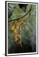 Extatosoma Tiaratum (Giant Prickly Stick Insect) - Mating-Paul Starosta-Framed Premium Photographic Print