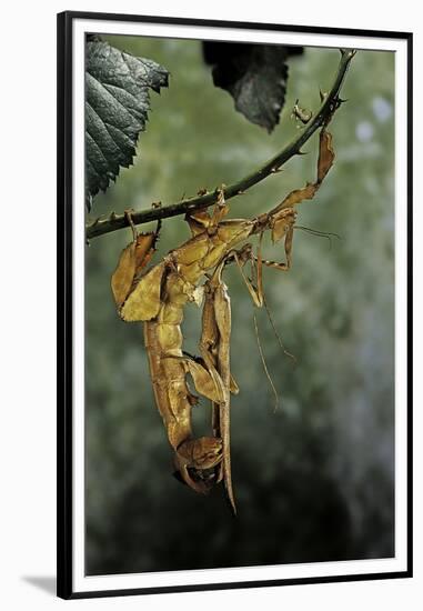 Extatosoma Tiaratum (Giant Prickly Stick Insect) - Mating-Paul Starosta-Framed Premium Photographic Print