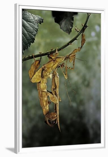 Extatosoma Tiaratum (Giant Prickly Stick Insect) - Mating-Paul Starosta-Framed Premium Photographic Print