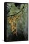 Extatosoma Tiaratum (Giant Prickly Stick Insect) - Mating-Paul Starosta-Framed Stretched Canvas
