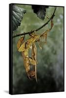 Extatosoma Tiaratum (Giant Prickly Stick Insect) - Mating-Paul Starosta-Framed Stretched Canvas