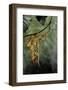 Extatosoma Tiaratum (Giant Prickly Stick Insect) - Mating-Paul Starosta-Framed Photographic Print