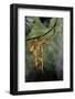 Extatosoma Tiaratum (Giant Prickly Stick Insect) - Mating-Paul Starosta-Framed Photographic Print