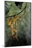 Extatosoma Tiaratum (Giant Prickly Stick Insect) - Mating-Paul Starosta-Mounted Photographic Print