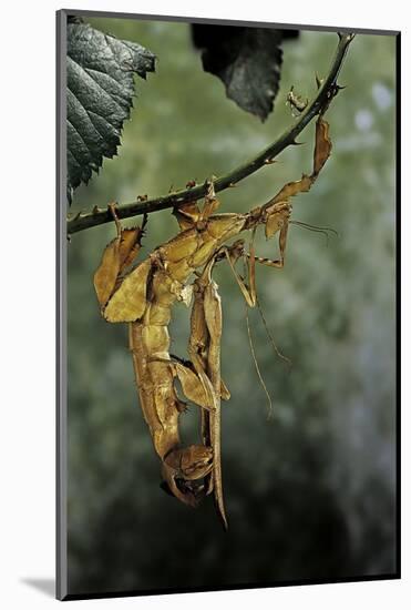 Extatosoma Tiaratum (Giant Prickly Stick Insect) - Mating-Paul Starosta-Mounted Photographic Print