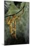 Extatosoma Tiaratum (Giant Prickly Stick Insect) - Mating-Paul Starosta-Mounted Photographic Print