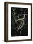 Extatosoma Tiaratum (Giant Prickly Stick Insect) - Mating-Paul Starosta-Framed Photographic Print