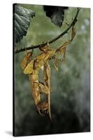 Extatosoma Tiaratum (Giant Prickly Stick Insect) - Mating-Paul Starosta-Stretched Canvas