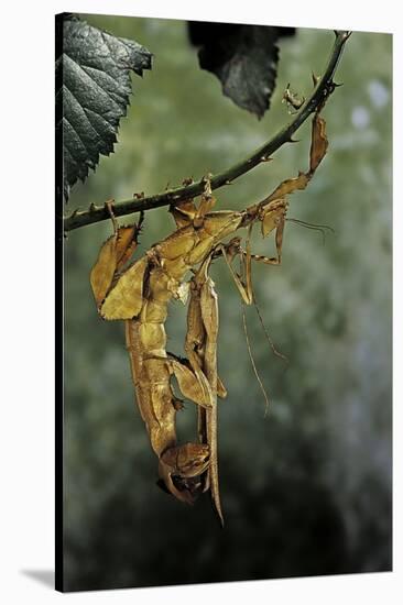 Extatosoma Tiaratum (Giant Prickly Stick Insect) - Mating-Paul Starosta-Stretched Canvas