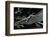 Extatosoma Tiaratum (Giant Prickly Stick Insect) - Particular Form-Paul Starosta-Framed Photographic Print